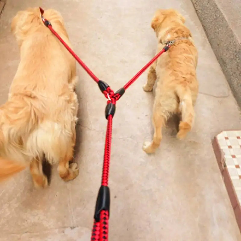 Une laisse pour deux chiens