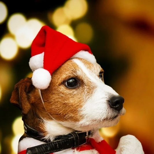 Bonnet de Noël pour Chat et Chien - Chapeau Père Noël Festif - Accessoire Costume pour Animaux